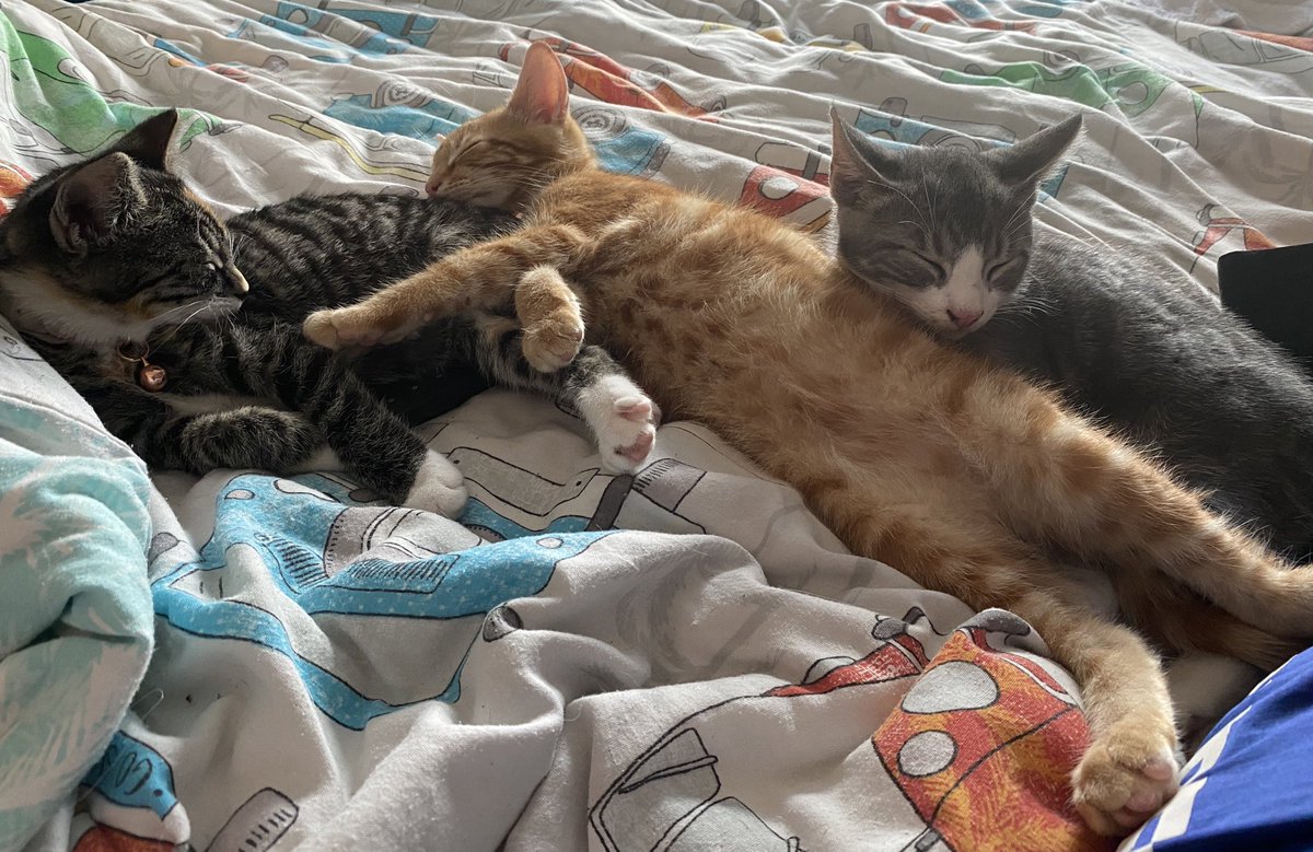 We’ve had a heavy night, happy Sunday to all our furry friends 😻#familyphoto
#CatsofTwittter #catsofinstagram #KittensOfTwitter #kittens