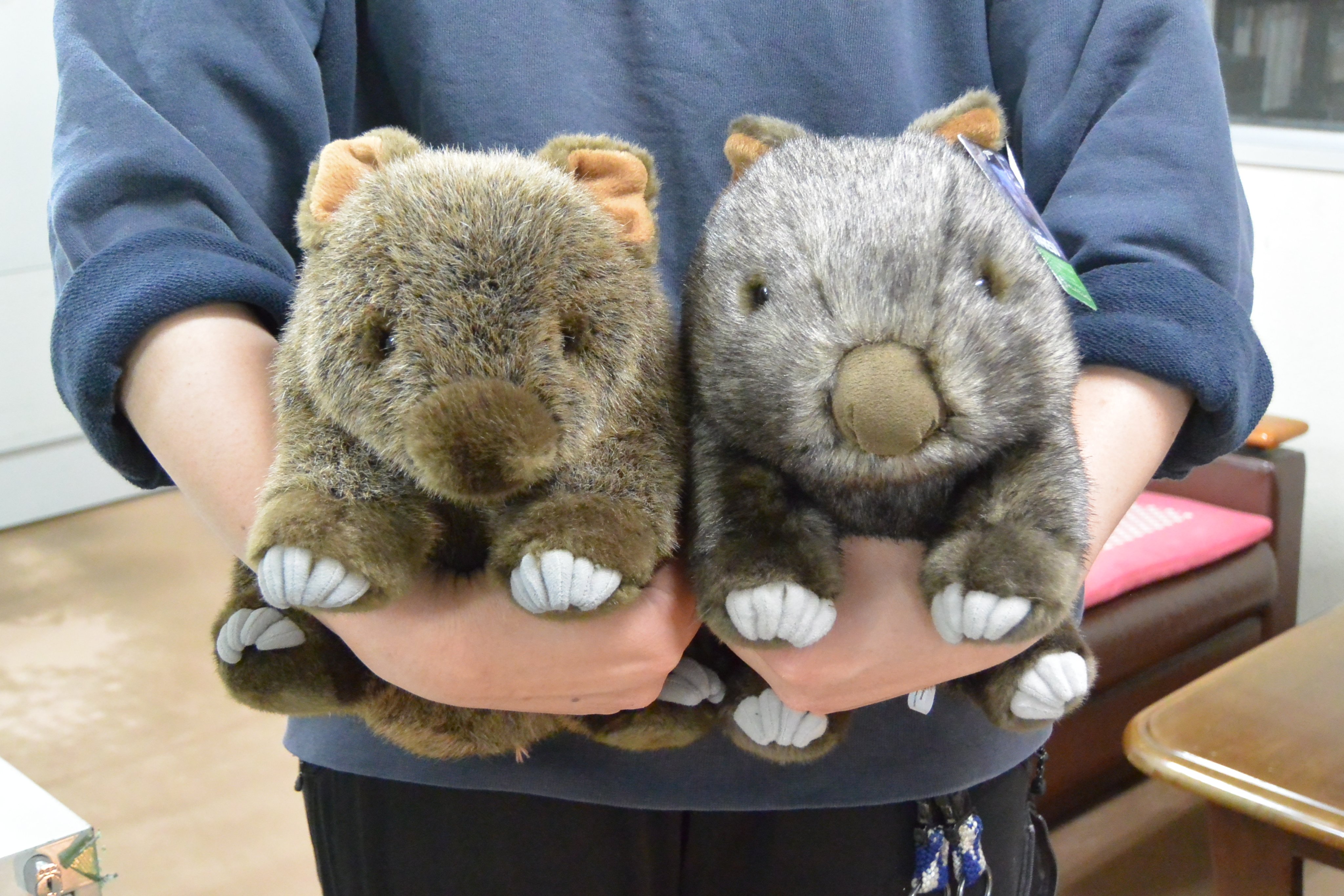 長野市茶臼山動物園【公式】 on X: 