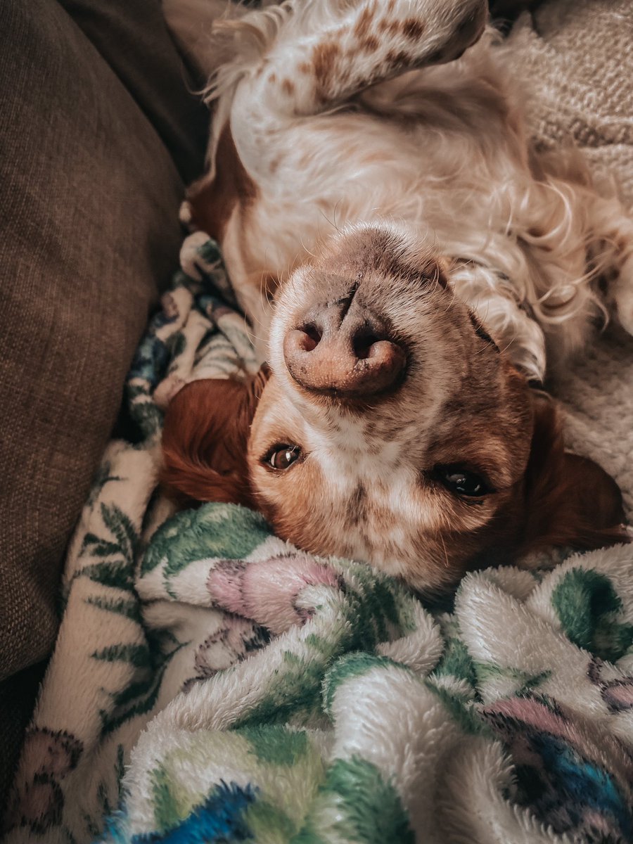 It’s too early to get up -Albie 
#DogsofTwittter #sundayvibes