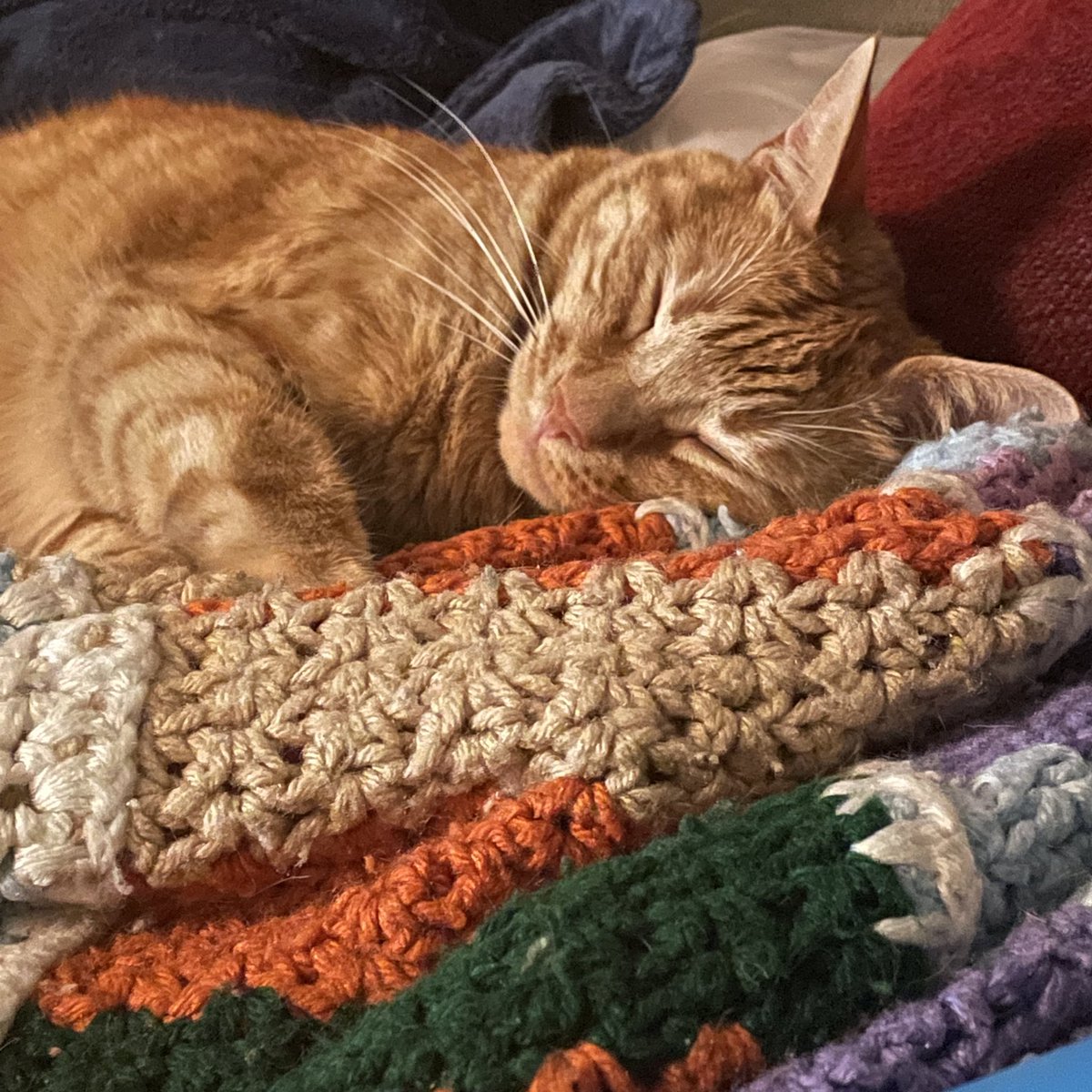 ClawshankR's tweet photo. Caturday was exhausting! https://t.co/lIGD3ASDUA