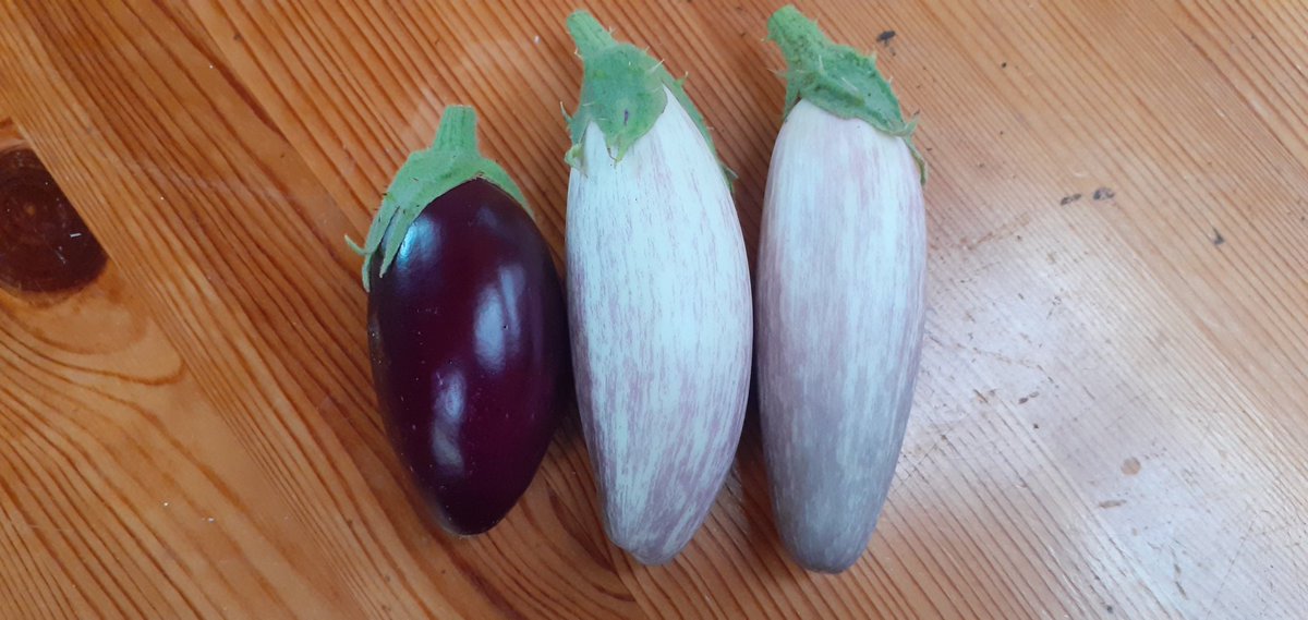 VegPlotFoodPot's tweet photo. First Aubergines. 🍆🍆🍆 var. Jewel. https://t.co/CvY5HylPTL