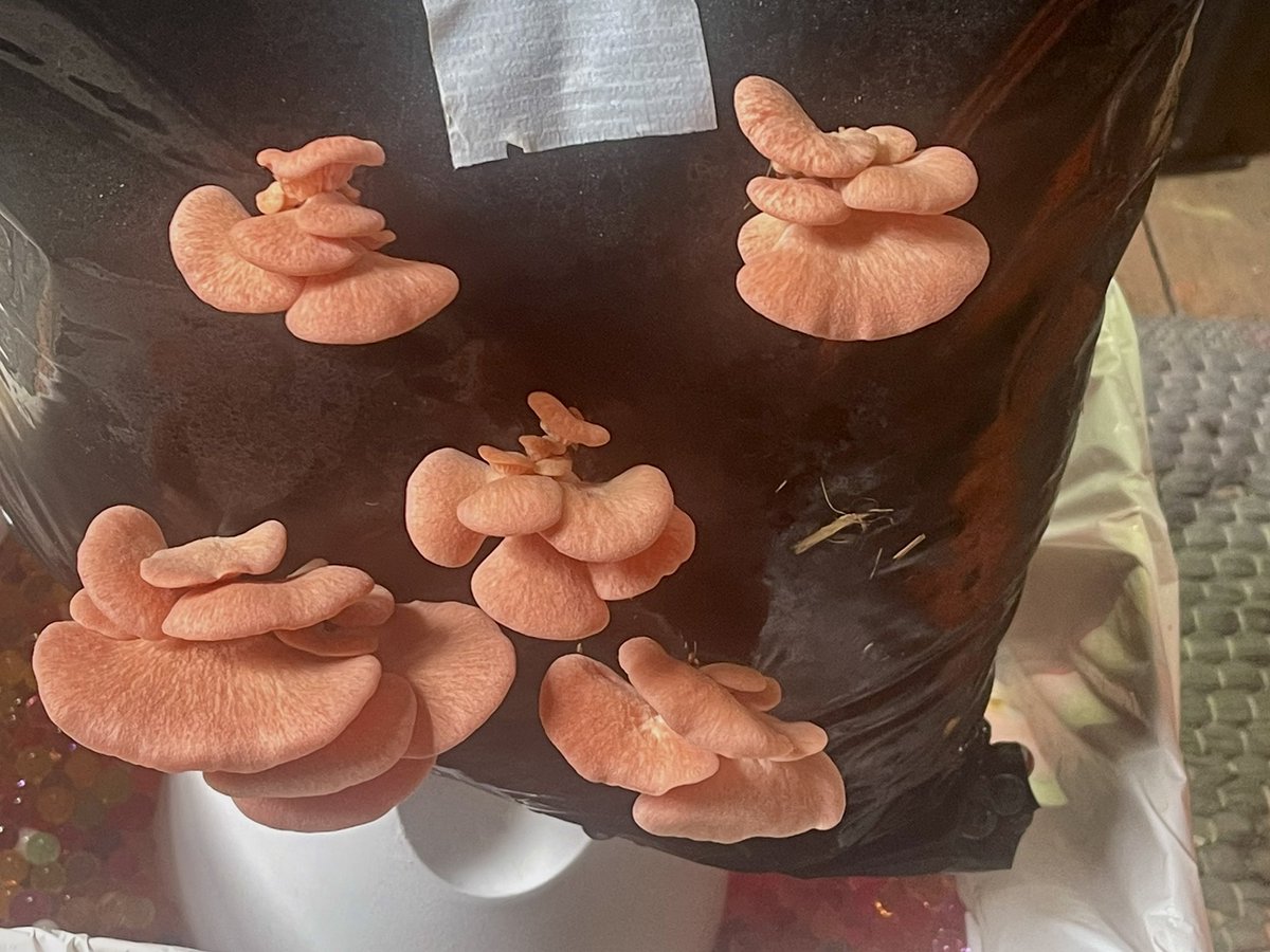 Looks like the second flush of my pink oyster mushrooms will be ready to harvest some time today. Very considerate of them to wait ‘til a weekend.