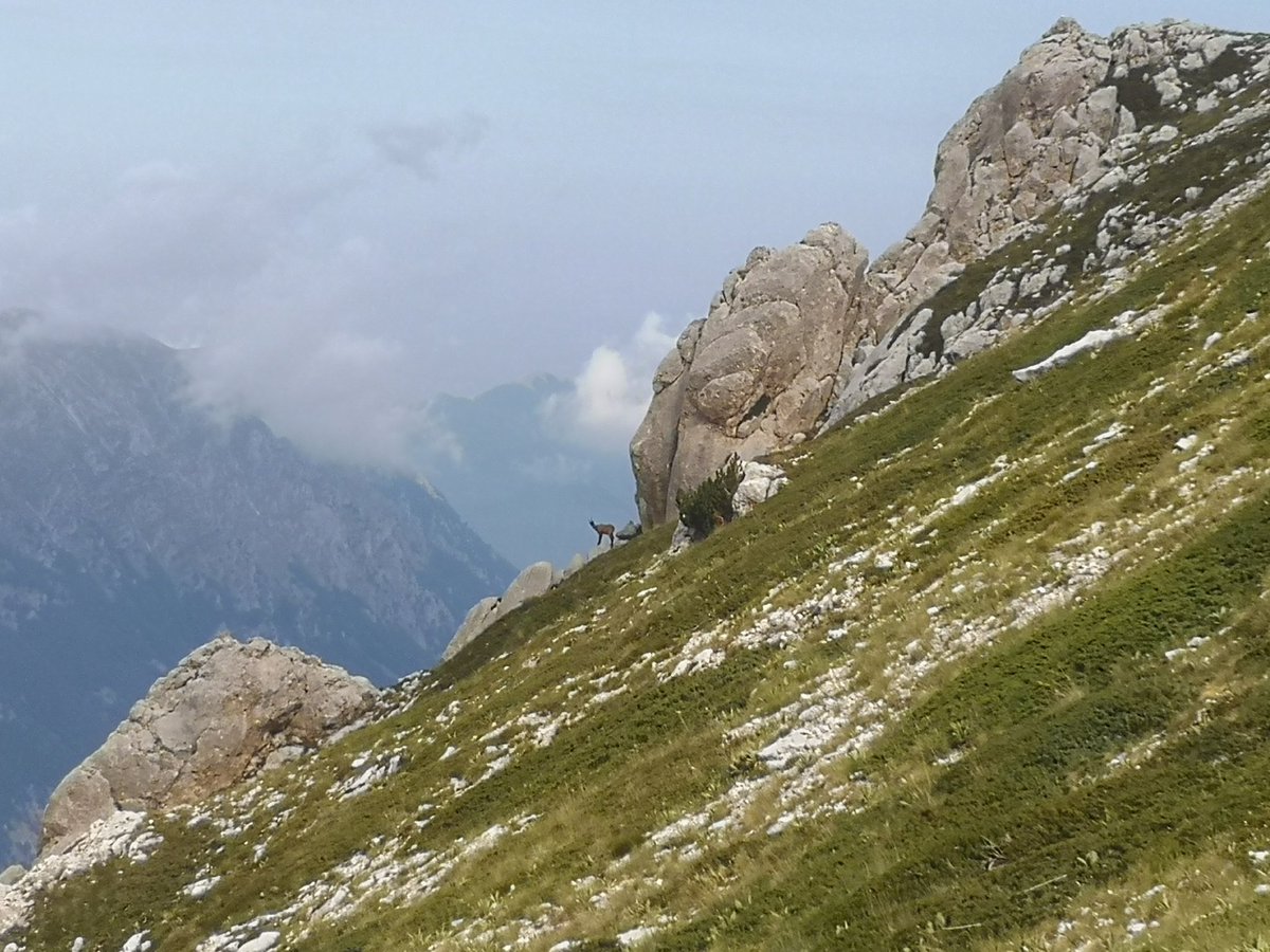 LepiniTrek1536 tweet media