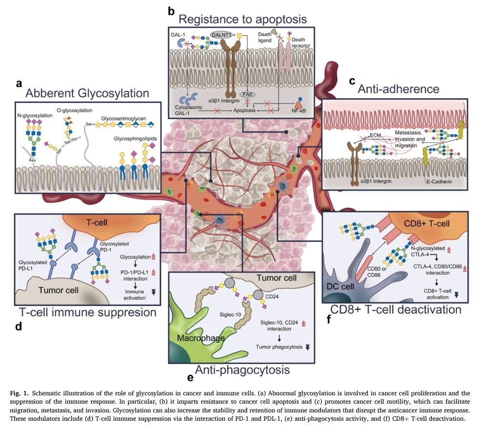 AsAshraf123321's tweet photo. #glycotime
In this review, we discuss recent advances in cancer immunotherapies involving glycans and glycan-targeting technologies based on nanomaterial-assisted local delivery systems.
Amazing research article 👌👏🎊
https://t.co/zlIE5g7JPb https://t.co/CCuM1X1TFM
