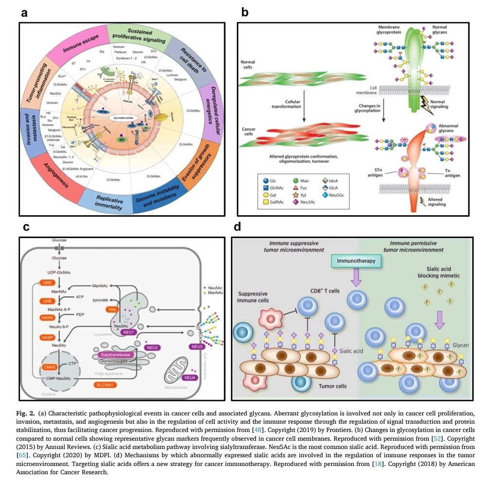 AsAshraf123321's tweet photo. #glycotime
In this review, we discuss recent advances in cancer immunotherapies involving glycans and glycan-targeting technologies based on nanomaterial-assisted local delivery systems.
Amazing research article 👌👏🎊
https://t.co/zlIE5g7JPb https://t.co/CCuM1X1TFM