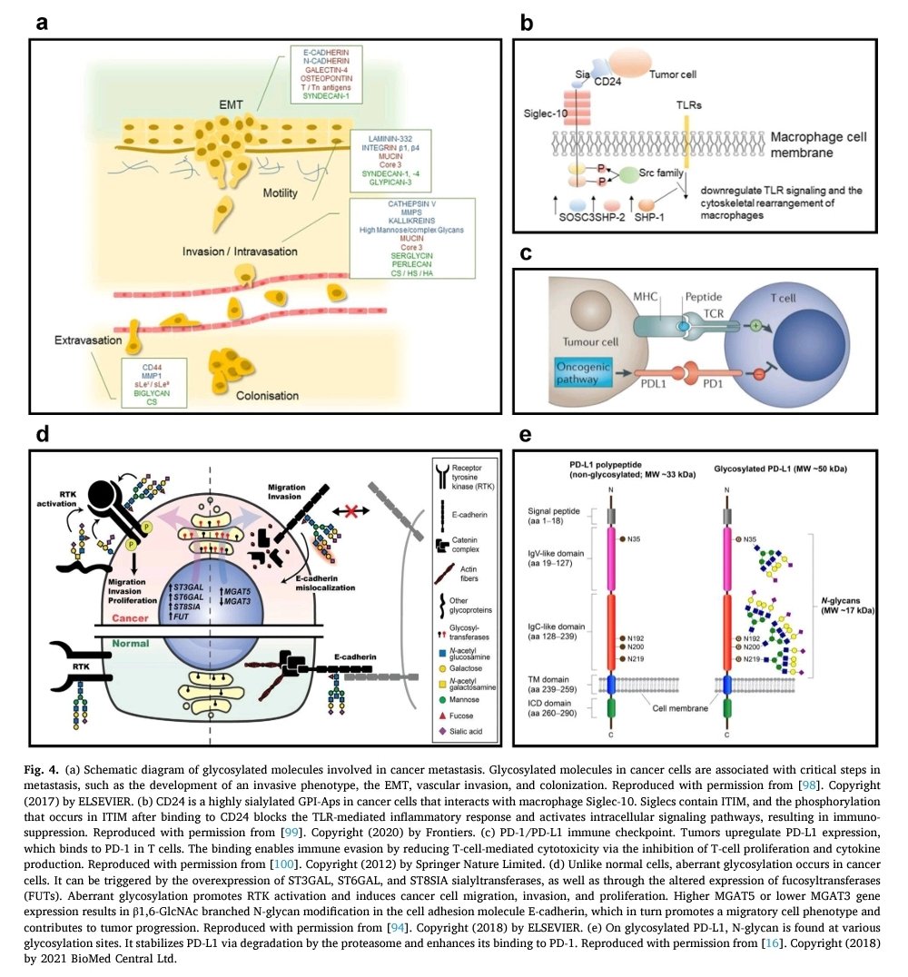 AsAshraf123321's tweet photo. #glycotime
In this review, we discuss recent advances in cancer immunotherapies involving glycans and glycan-targeting technologies based on nanomaterial-assisted local delivery systems.
Amazing research article 👌👏🎊
https://t.co/zlIE5g7JPb https://t.co/CCuM1X1TFM