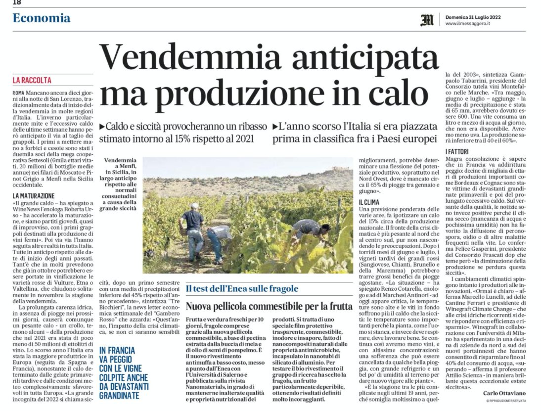 La vendemmia è già iniziata (in molto anticipo). Qualche previsione nel mio articolo su Messaggero e Gazzetta