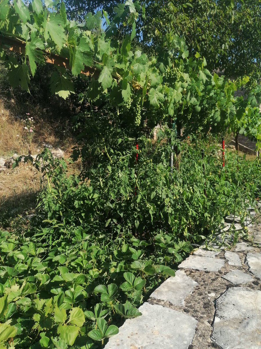 Intercropping grapes, tomatoes and strawberries in a Greek garden