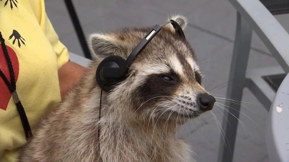 raccoonhourly's tweet photo. https://t.co/srb7AkSxNs