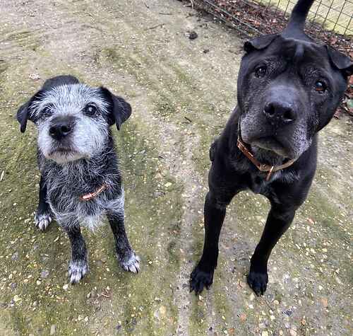Urgent, please retweet to help Cola and Sky find a home together #KENT #ENGLAND Very bonded pair, a Shar Pei x Staffy and a Patterdale, ages 9 and 13. They enjoy attention, they are active and in good health. They prefer to be the only pets🍀 DETAILS👇 lastchanceanimalrescue.co.uk
