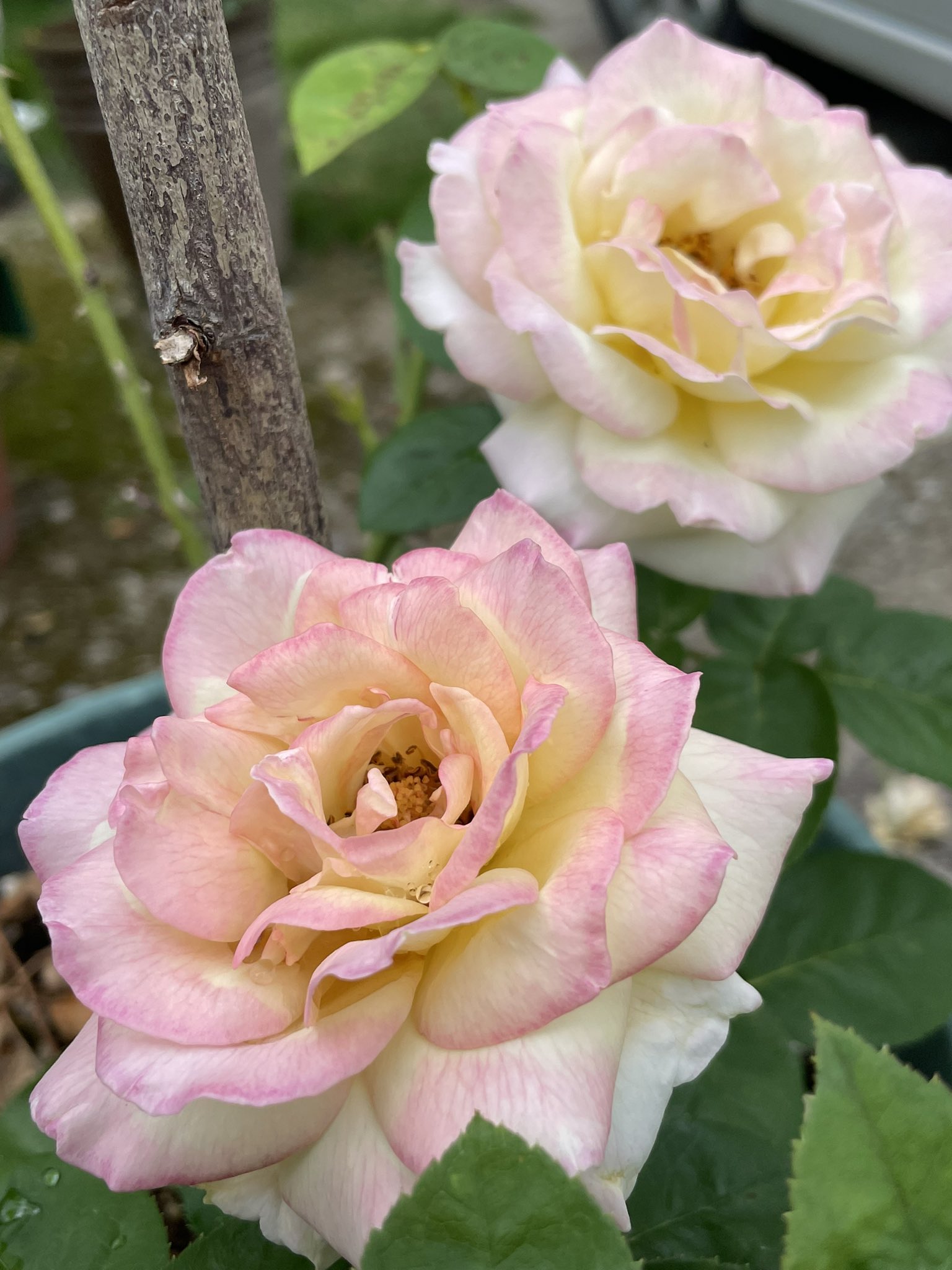 Hisako 重症だった地植えのバラ ピース を冬に鉢植えへ どうにか葉っぱが出てきたので 今年は花をつけないで株を充実させるつもりが こんな真夏に咲かせてしまった せっかく咲いたので まで 後ろの枯れた枝もそのまま T Co