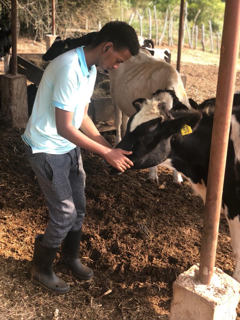 IsaacItungo's tweet photo. A jersey breed is economically more productive that a Holstein though a Holstein fresian gives more milk it eats twice wat a jersey eats it's more susceptible to disease and it's more affected by harsh climate @FrankTumwebazek @Novine_Farm @NgaruyeFarm @FredNamanya1 @FFarmEstates https://t.co/HpYaC4bXlt