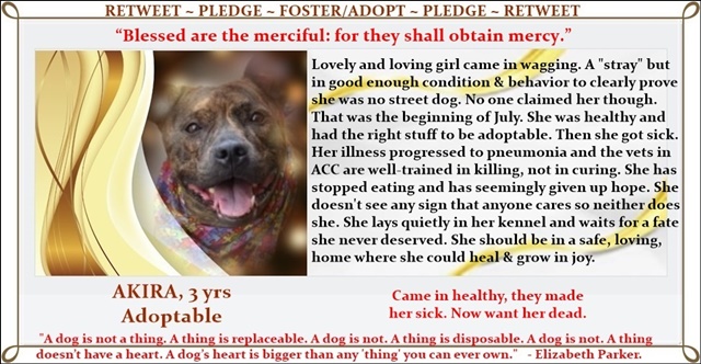 7/31NYCACC7:34amEST 2 euth listed pups could die in hrs. if a foster/adopter doesn't step up. There are 5 dogs on the kill list for this week in need as well. @notthesameone2 to foster. @TomJumboGrumbo to pledge LET'S SAVE THEM all before they add more. Save AKIRA