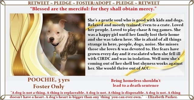 7/31NYCACC7:34amEST 2 euth listed pups could die in hrs. if a foster/adopter doesn't step up. There are 5 dogs on the kill list for this week in need as well. @notthesameone2 to foster. @TomJumboGrumbo to pledge LET'S SAVE THEM all before they add more. Save POOCHIE