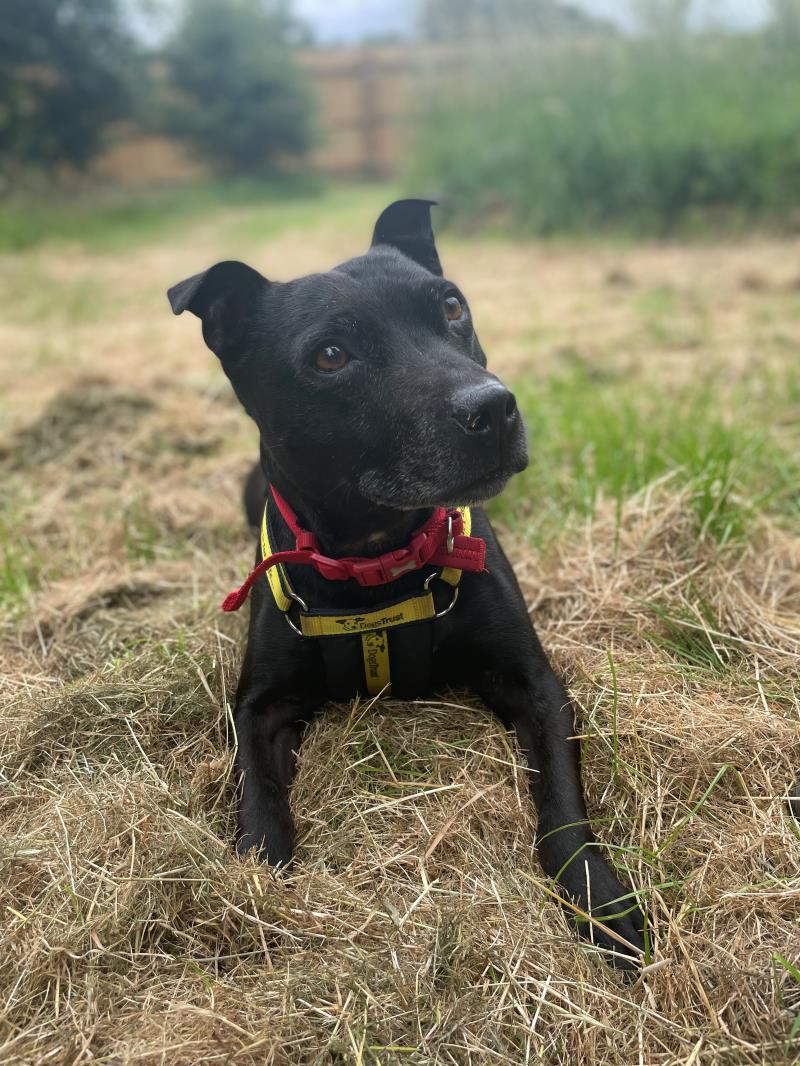 Please retweet to help Albie find a home #LONDON #UK Aged 8, friendly Staff Cross he's active and enjoys training. See needs a private garden and can live with children aged 13+ as the only pet in the home. DETAILS or APPLY👇 dogstrust.org.uk/rehoming/dogs/…… #dogs #pets