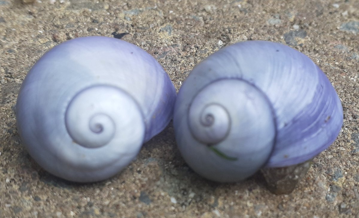 Baldbirder (@baldbirder1) on Twitter photo More Violet Sea Snails on the #Tresco IOS beaches this morning. Lovely colours of nature. <a href="/LucyMcRobert1/">Lucy McRobert</a> <a href="/ScillyWildlife/">Isles of Scilly Wildlife Trust</a> <a href="/scillyrockpools/">Scilly Rockpool Safaris</a> <a href="/scillyboating/">St Mary's Boatmen</a> More Violet Sea Snails on the #Tresco IOS beaches this morning. Lovely colours of nature. <a href="/LucyMcRobert1/">Lucy McRobert</a> <a href="/ScillyWildlife/">Isles of Scilly Wildlife Trust</a> <a href="/scillyrockpools/">Scilly Rockpool Safaris</a> <a href="/scillyboating/">St Mary's Boatmen</a>