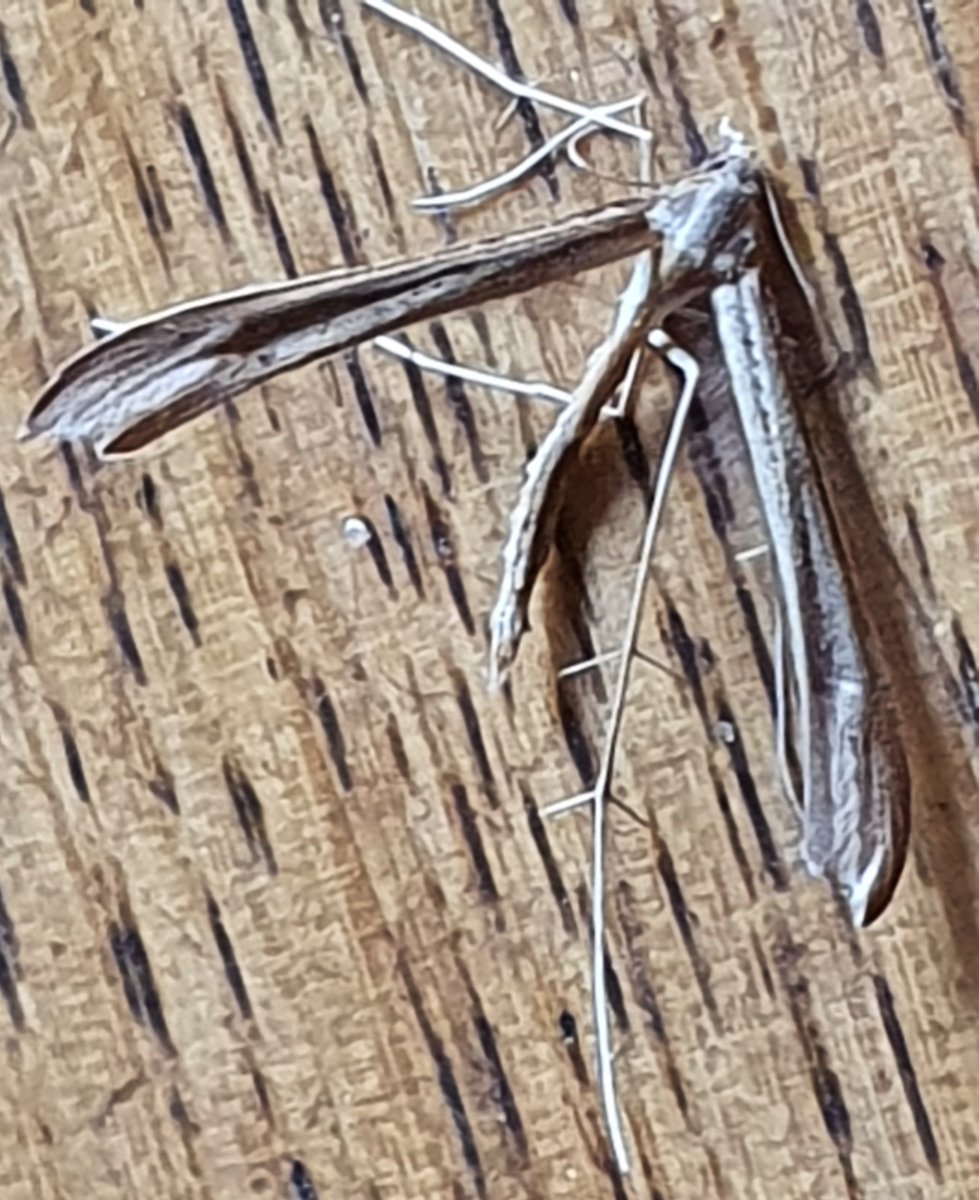 I'm having trouble with another plume!  Can you help please?
<a href="/MOTHIDUK/">UK Moth Identification</a> <a href="/dgcountryside/">dave grundy🇪🇺😷</a>