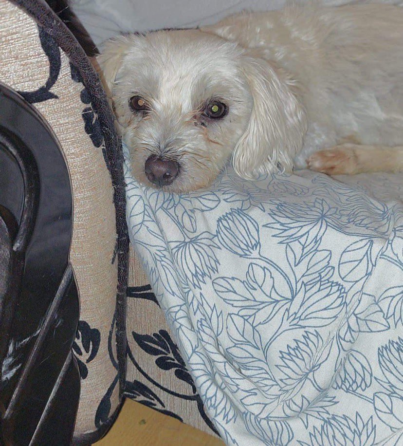 Update for Tasha in Romania. Wednesday she goes for blood tests and ultrasound of her heart. If all is ok then she will be booked for her surgery. Thank you for helping her ❤️🙏 She is a very loving little girl Camelia tells me.