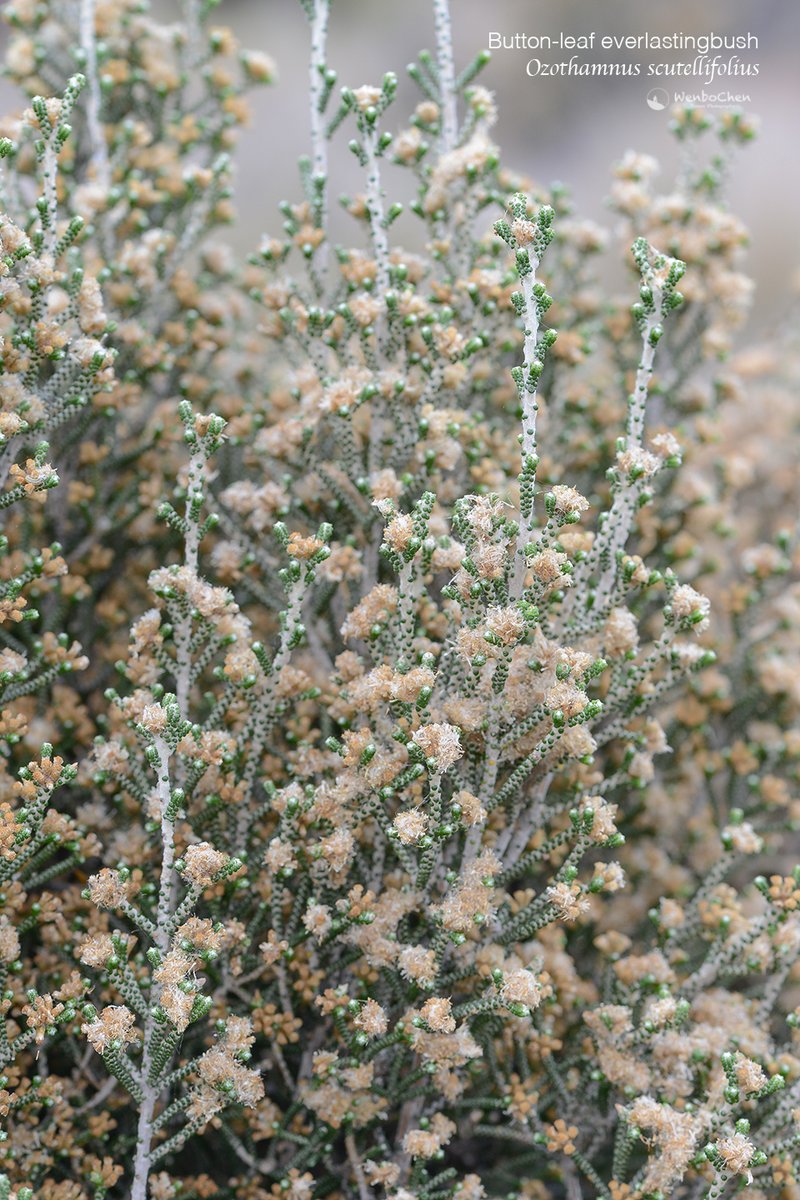 Wenbo77's tweet photo. On the dry hills of Tasmania's eastern coast, grows this bizarre shrub: #Ozothamnus scutellifolius. Don't know how to describe the unusual scale leaves, they are beyond my words, fascinating! 
#floraofaustralia #tasmanianplant #asteraceae #澳洲植物 #菊科 #塔斯马尼亚植物 https://t.co/fQUTzViF1p