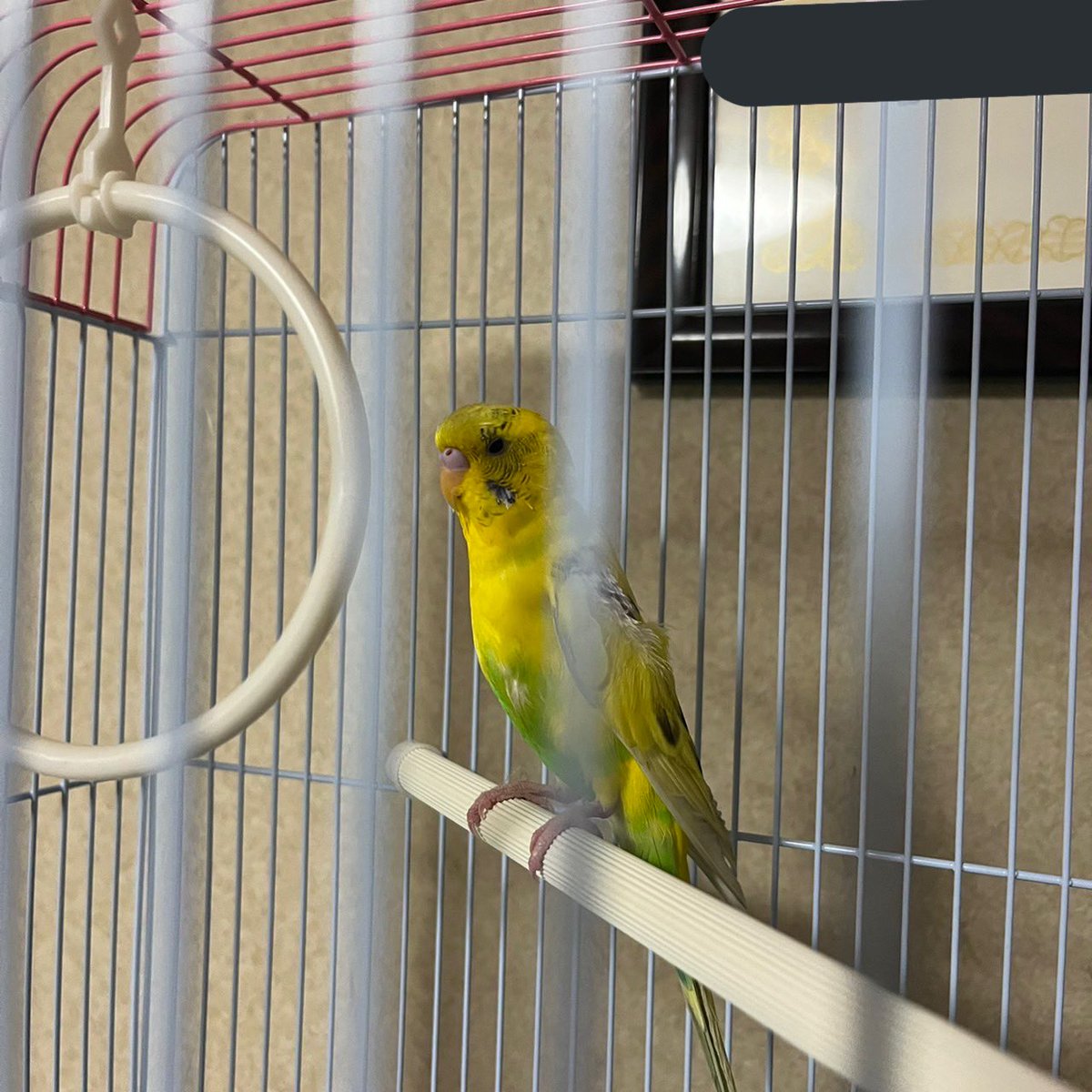 タグ 迷子鳥 の注目ツイート メガとんトラック タグ 迷子鳥 の注目ツイート メガとんトラック