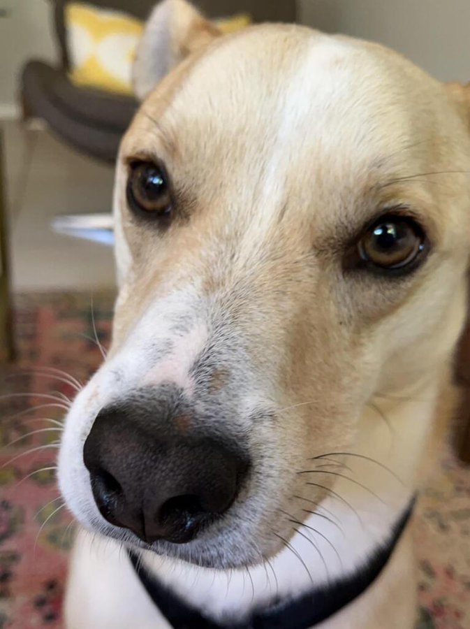 この犬は左右でヒゲの色が違う 白黒はっきりしたワンちゃん らばq