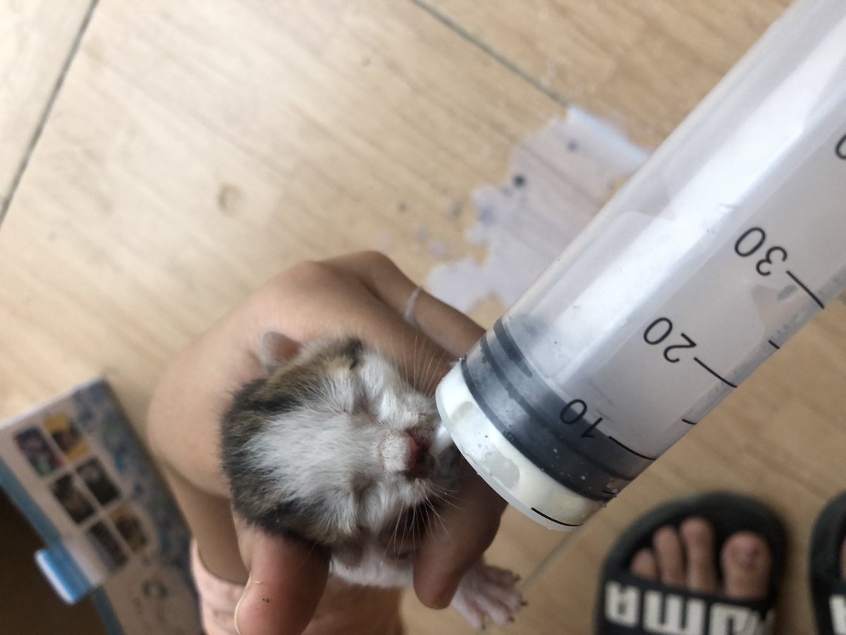 MalihaOk's tweet image. A stray cat gave birth at our place and left one of the six kittens behind and it’s so feeble and small that we’re afraid it might die. So if someone in LAHORE has a cat that can nurse this baby it would mean a lot. Reshare for visibility, thank you.