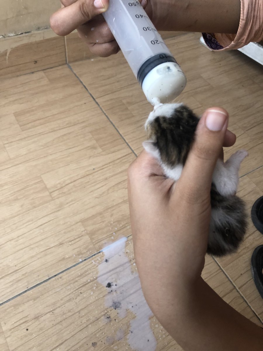 MalihaOk's tweet image. A stray cat gave birth at our place and left one of the six kittens behind and it’s so feeble and small that we’re afraid it might die. So if someone in LAHORE has a cat that can nurse this baby it would mean a lot. Reshare for visibility, thank you.