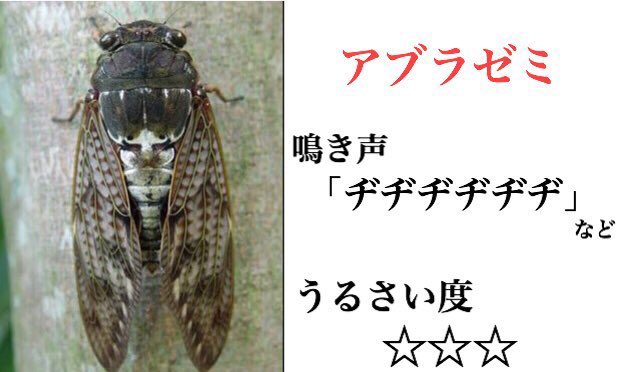 ミンミンゼミはミーンミンミン アブラゼミはヂヂヂヂ クマゼミはジージージー オチが卑怯な夏にうるさくなるセミ一覧 Togetter