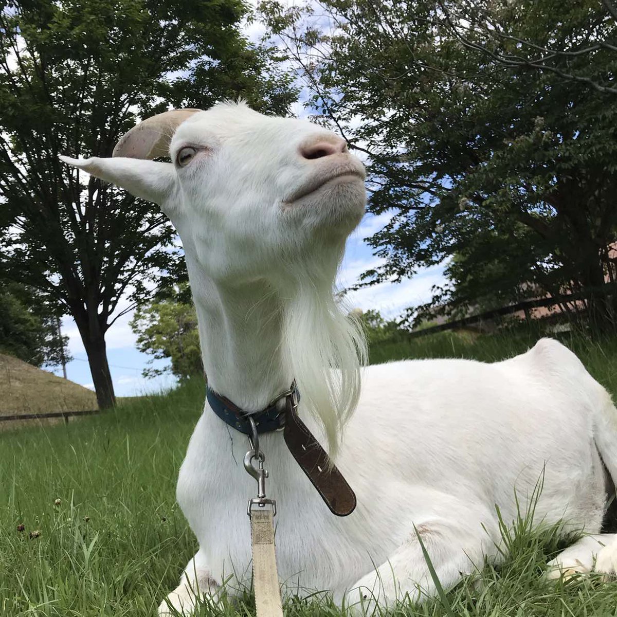 ヤギのヨシヒコ(♂)は日向ぼっこ中☀️ 葉っぱをもぐもぐ😋 キメ顔の所を激写... したつもりが、あれ？？ ちょっとしゃくれていました🤣 ＃日向ぼっこ ＃夏休み