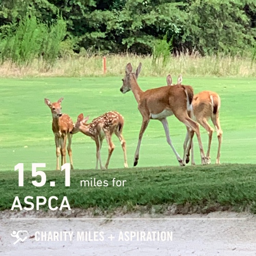 allibolt37's tweet photo. 15.1 @CharityMiles for @TeamASPCA. https://t.co/0qFOP3rG5A
