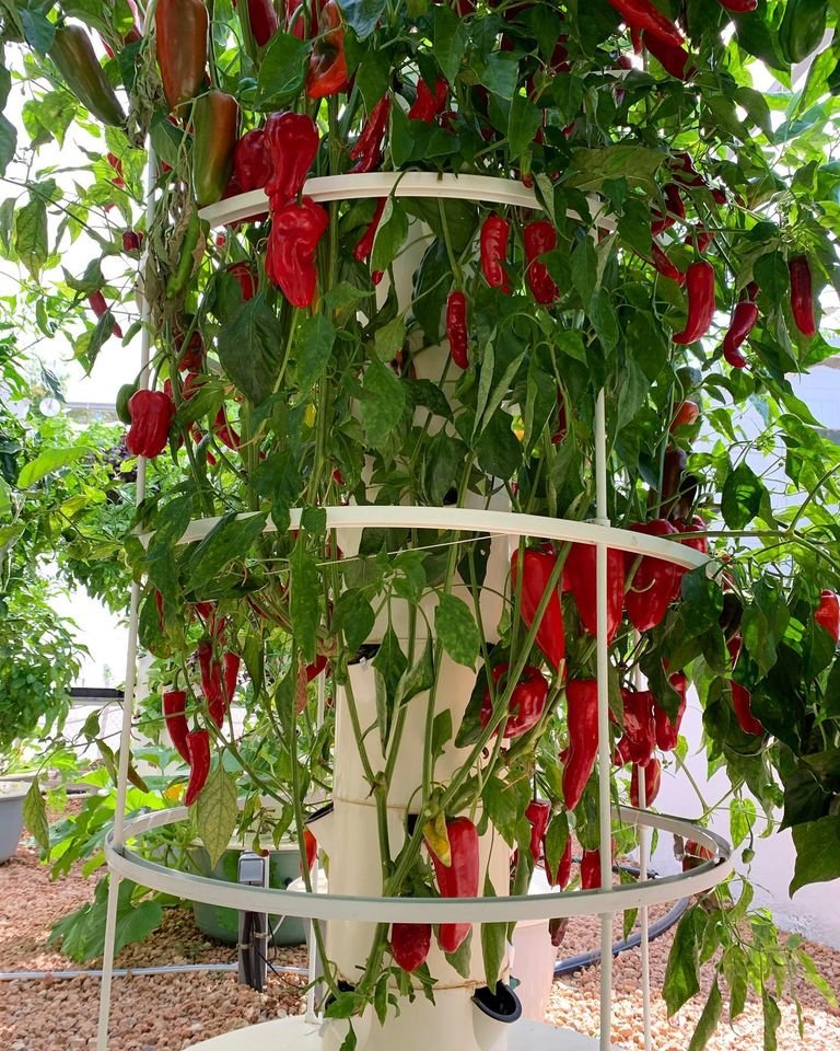 Cayenne & padron peppers grown without the use of soil on an aeroponic Tower Garden 🌶
#towergarden #pepper #chili #cayennepepper #spicy #verticalfarming #aeroponics #hydroponics #vegetablegarden #gardening #farming #agriculture