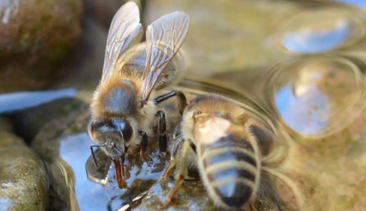 El agua y las abejas: la importancia del agua en su día a día latiendadelapicultor.com/blog/el-agua-y…