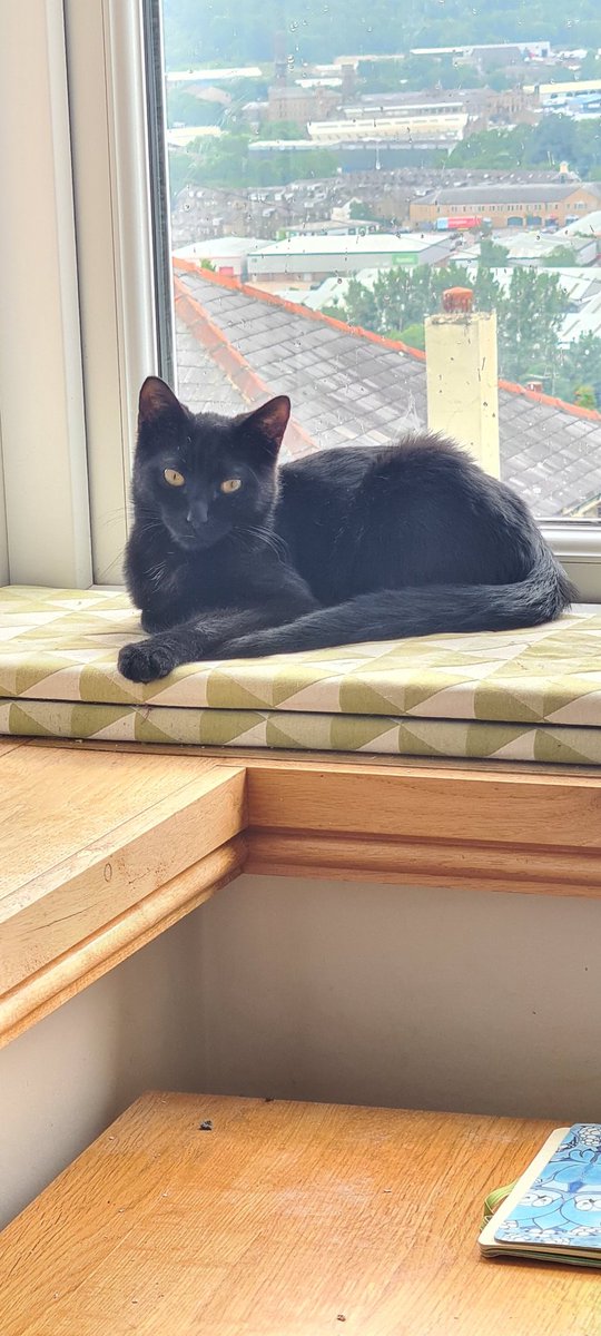 Good morning from Hudson!
He's 5 months old and sleak and silky and lovely!!!
He's looking for a home and he's definitely going to make someone a very happy human being
#sundayvibes #AdoptDontShop #YORKSHIRE #BlackCat
