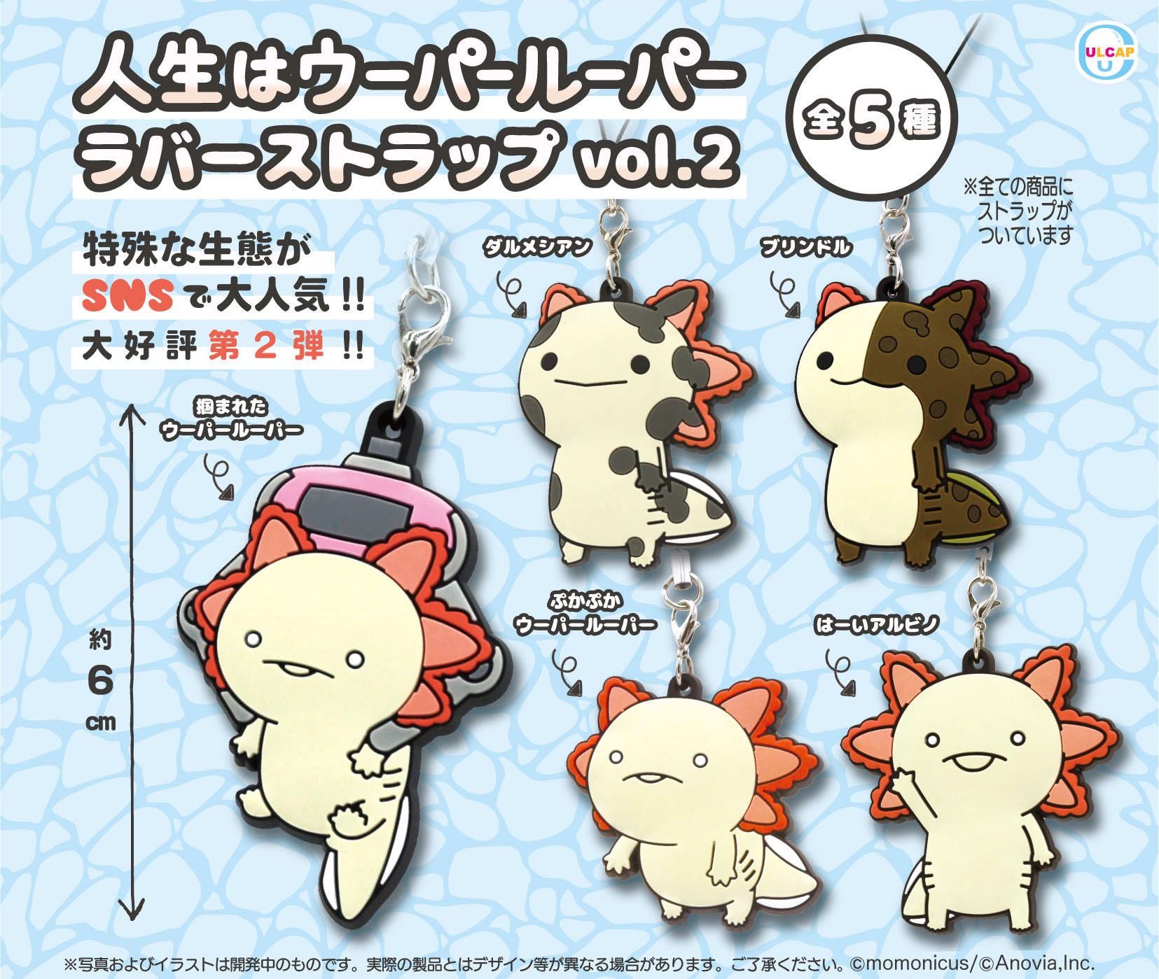 人生はウーパールーパー Axolotl13 Twitter