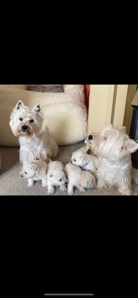 FIRST PLACE: It’s the West Highland White (Westie)
A well deserving first place to all you Westies out there so congratulations.  And thank you to your proud owners, especially Many, Moira, Susan and Chris for sending us your Westie pics.

Only one week to go til Suffolk Dog Day!