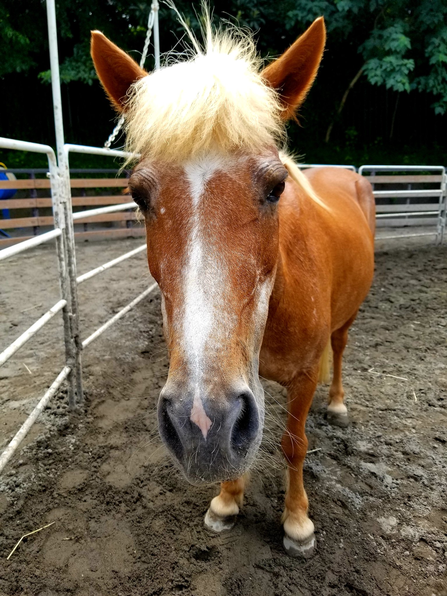 代々木ポニー公園【公式】 on Twitter