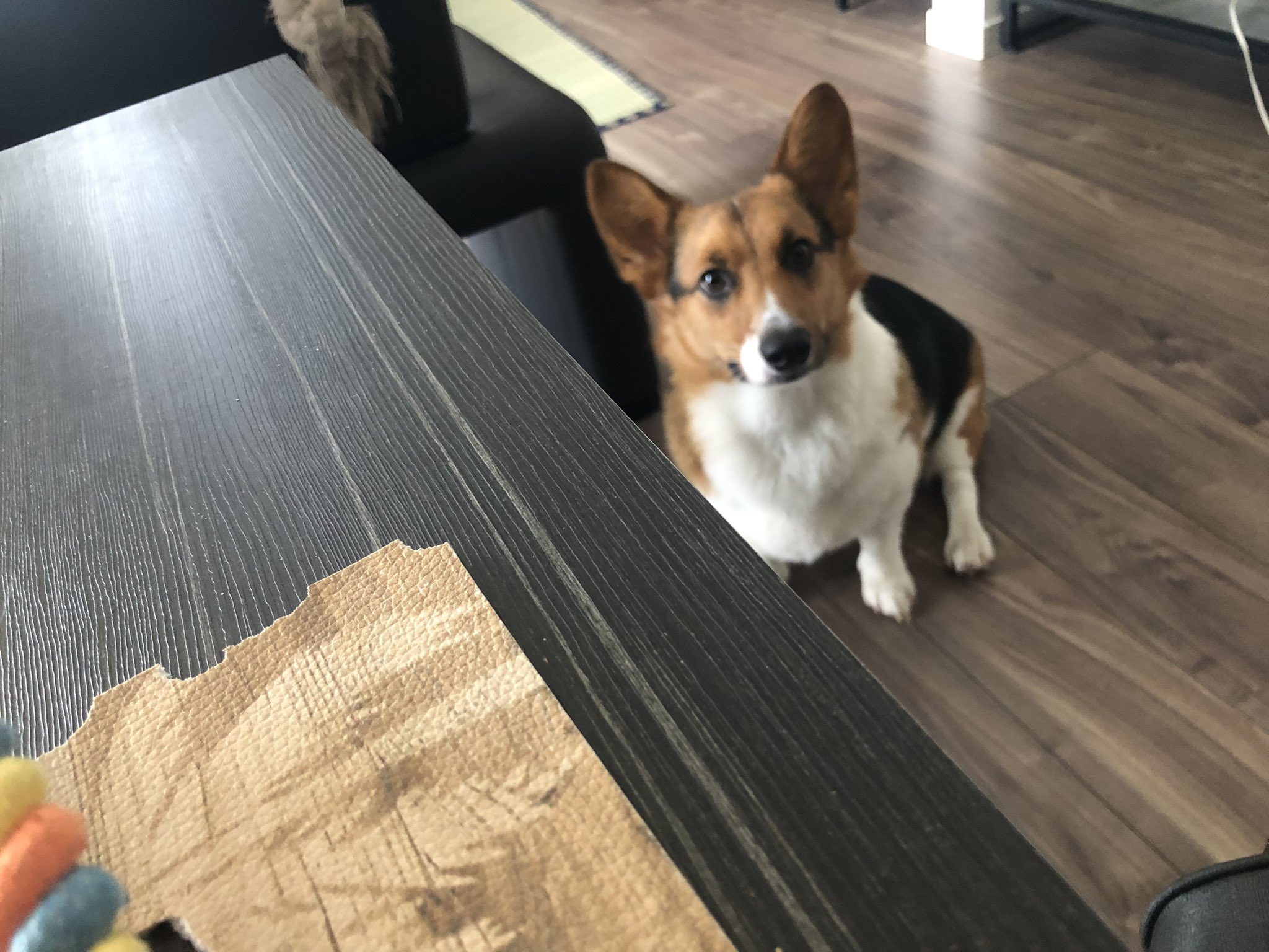 ジャック コーギー犬 おもちゃ修理待ち犬 T Co Phgwhlhaym Twitter