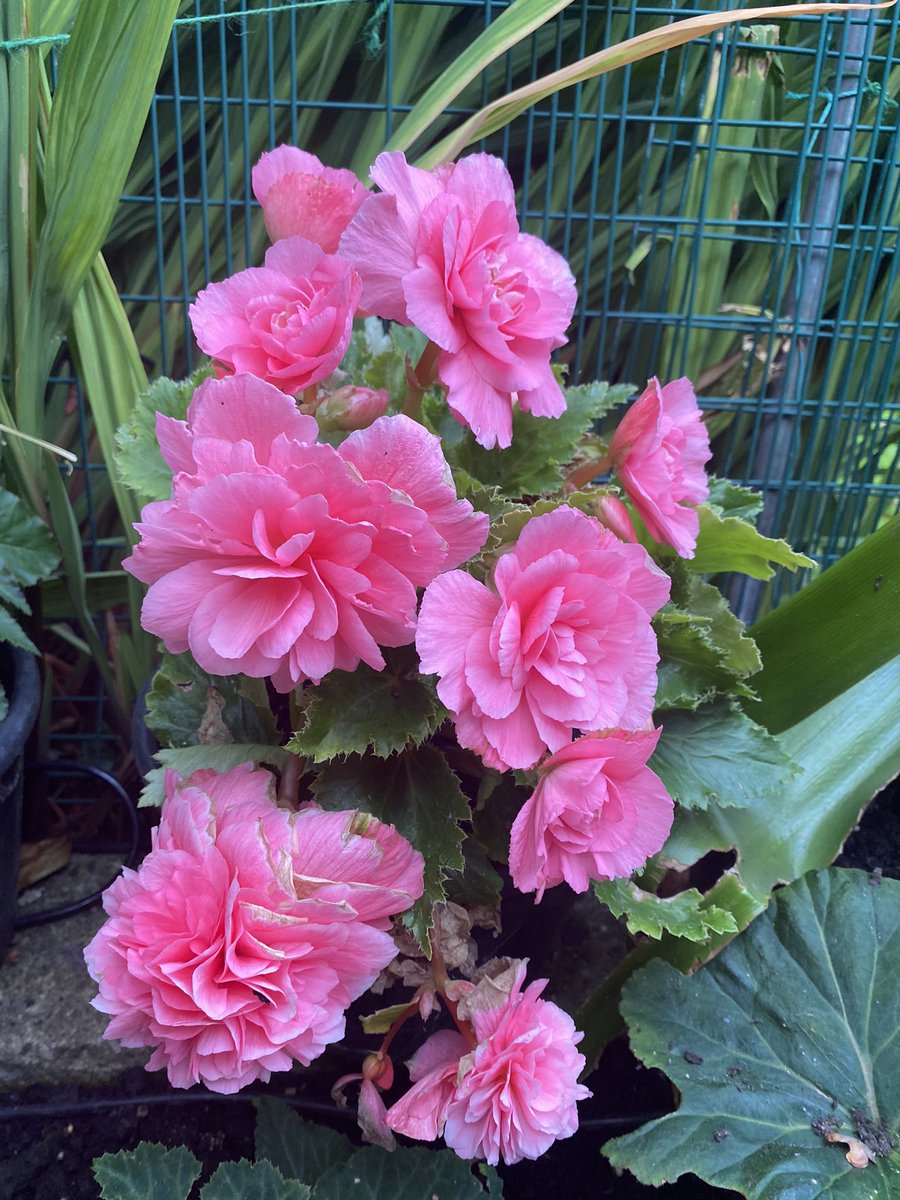 evanspm8's tweet photo. The garden in summer. https://t.co/W4wIiKyH5D