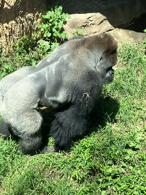 ゴリラ 高画質 のtwitterイラスト検索結果