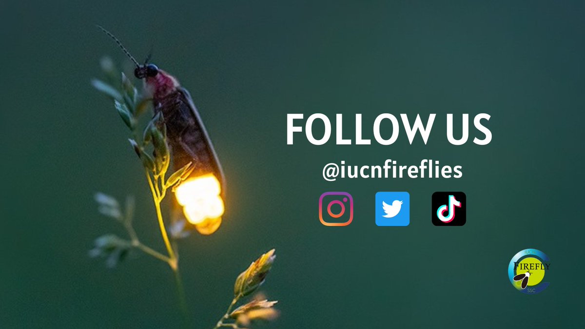 IUCN SSC Firefly Specialist Group tweet media