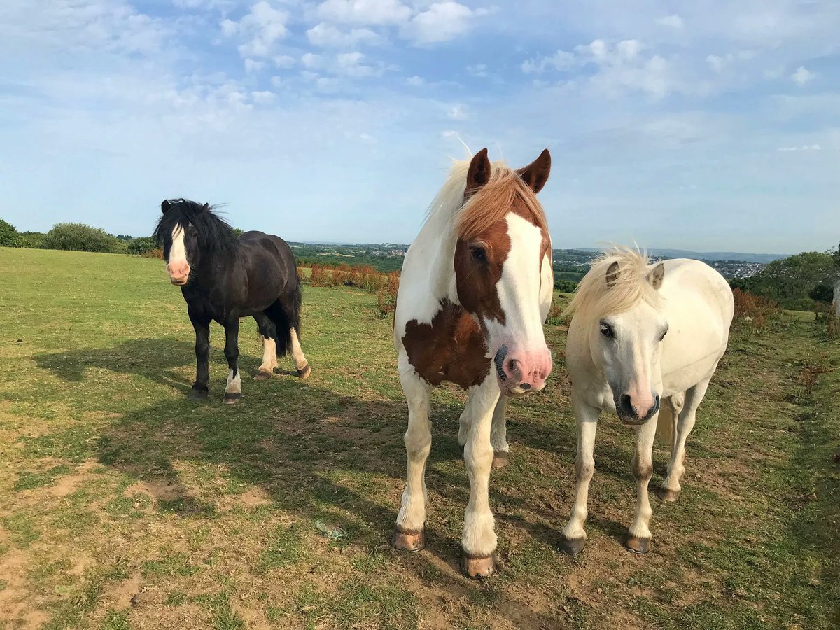 ClyneFarmCentre's tweet photo. Toby, Bert and Harvey waiting to come in 🐴 

#Horses #HorseRiding #RidingStables https://t.co/V9ZgG1NWwa