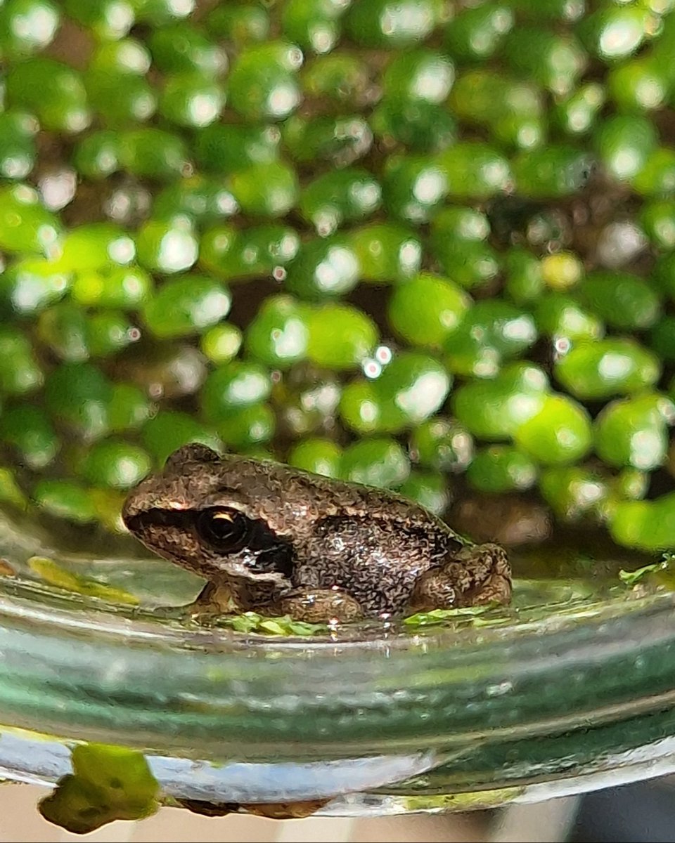 Froglife tweet media