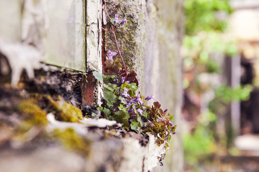 Refresh: Photography In Nature⁠ - Angles⁠
⁠
Photo Credit: Peter Forrest
⁠
This low down, close up shot has produced a creative angle and an interesting composition, turning a subject which from a distance might look relatively simple into an intriguing and artistic image.