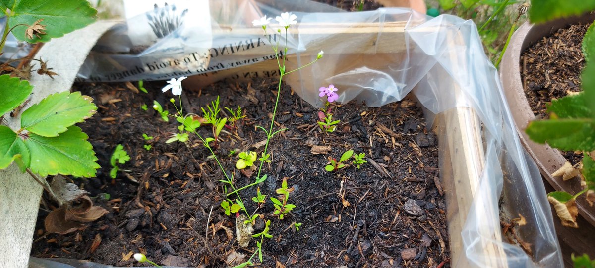 Do you remember... a  lot of time goes by, first much to cold, than to dry and hot. But finally, tender and small they fought their way into life. They show us never to give up, especially in these tough times.
Thank you so much David for this beautiful gift.