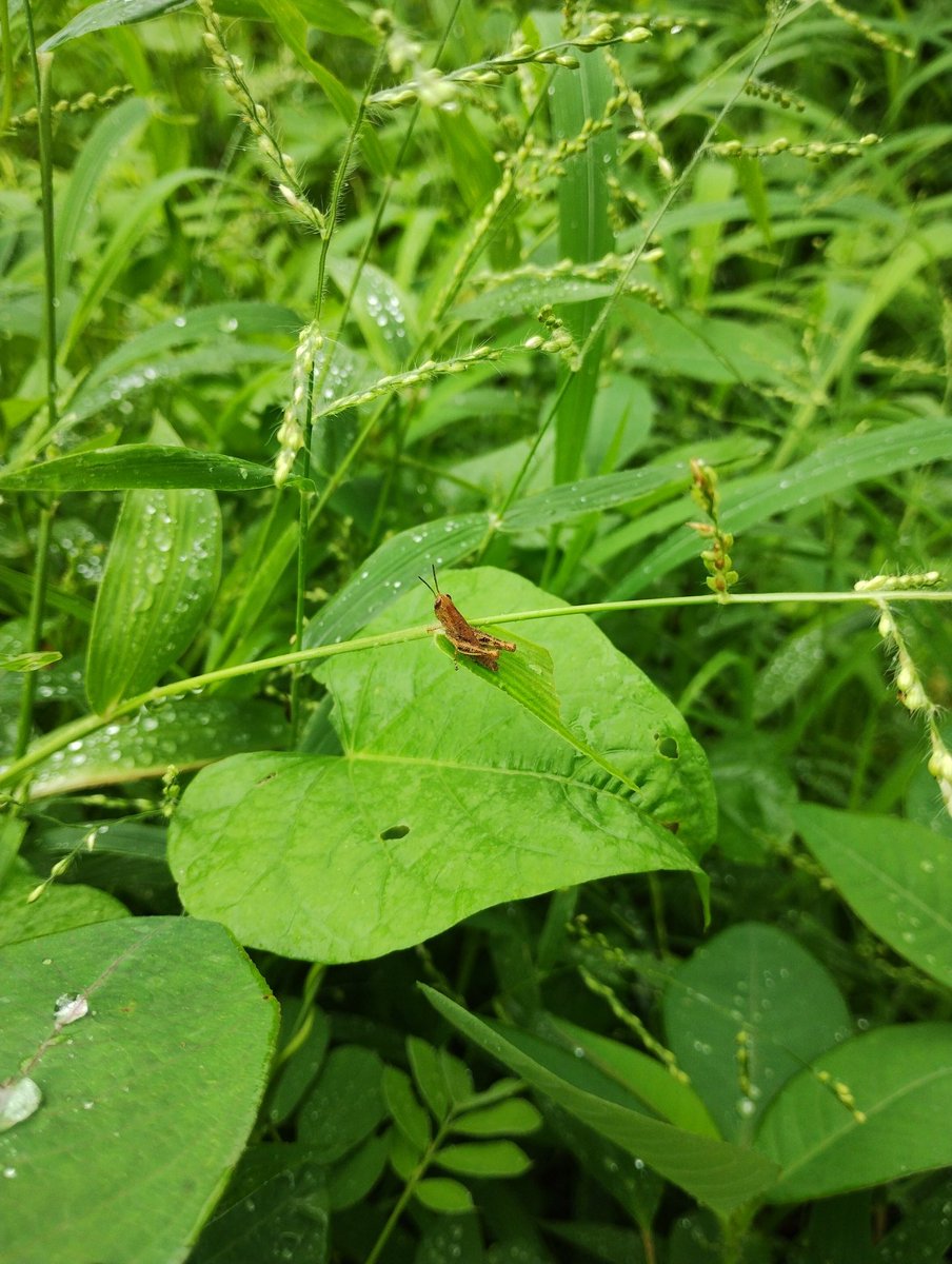PrayasGroup's tweet image. जैवविविधता #biodiversity 

At Dens Forest 🌳 Developed by Prayas Youth Foundation WRD  Sambhajinagar Maharashtra. 

#DenseForest #prayasyouthfoundation #environment #CSRInitiative #pyf #joinus #environment #ClimateAction