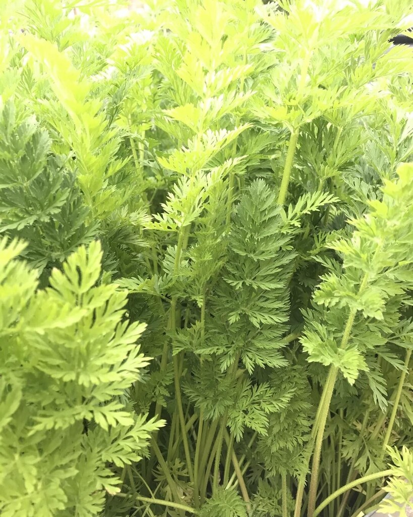 Aren’t these carrot leaves beautiful?? I wonder if their carrots will be ready to enter in  #matlockshow2022?  Bring yours along to The Imperial rooms Saturday 10th September  #matlockshow #matlocktowncouncil #wellfieldallotments instagr.am/p/CgY1Hrvo-mb/