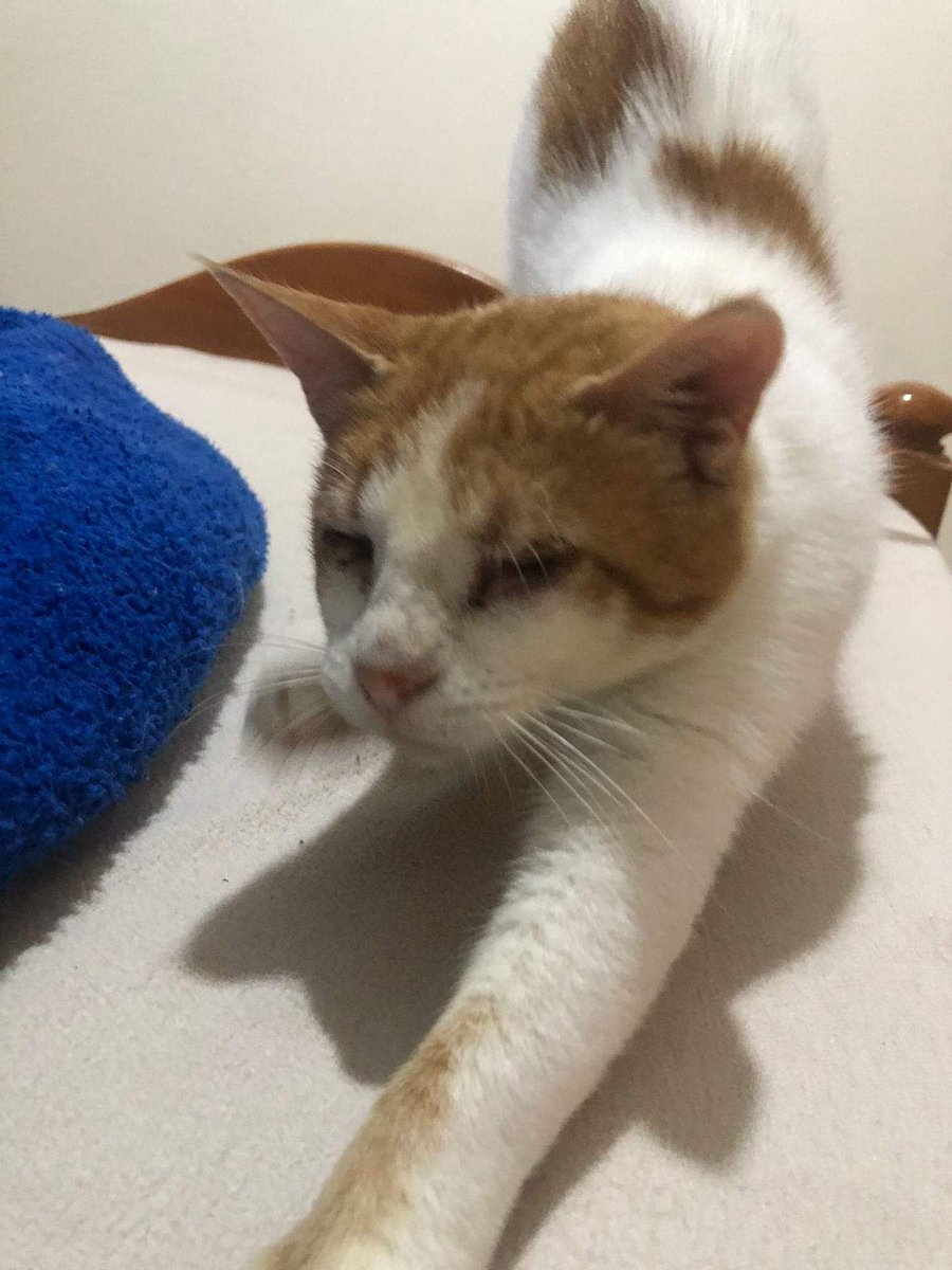 Irifien1's tweet photo. Kawtar Raiss est une rifaine d’Ajdir qui aide les animaux vers Al Hoceima depuis des années : les nourrir, les amener pour être soigner etc.le tout payé de sa propre poche. Depuis peu, elle a crée l’association Amal. On peut, dès aujourd’hui, lui apporter du soutien. https://t.co/tdAvdTtTCY