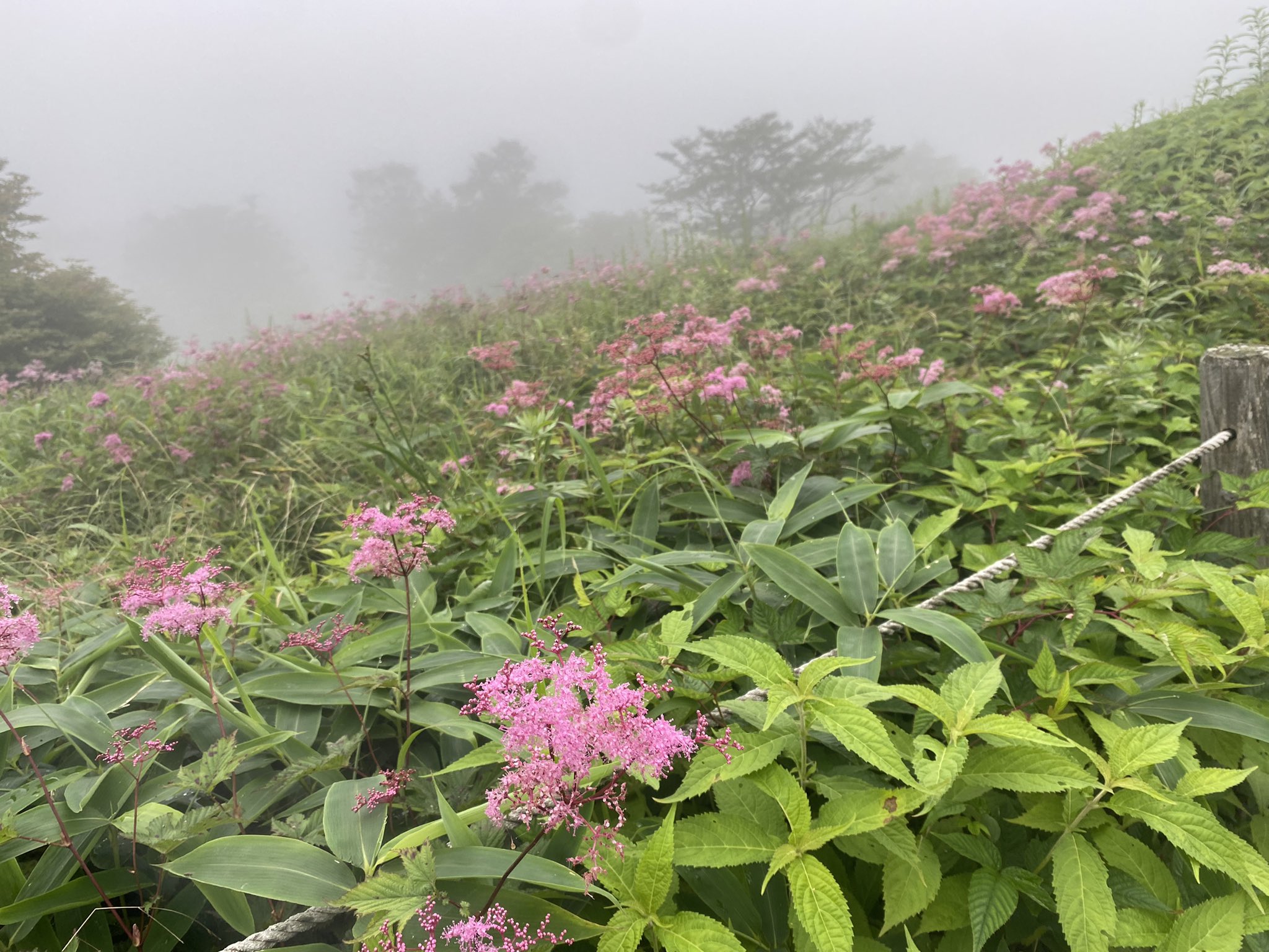 リアル花騎士 ট ইট র অন সন ধ ন ট ইট র