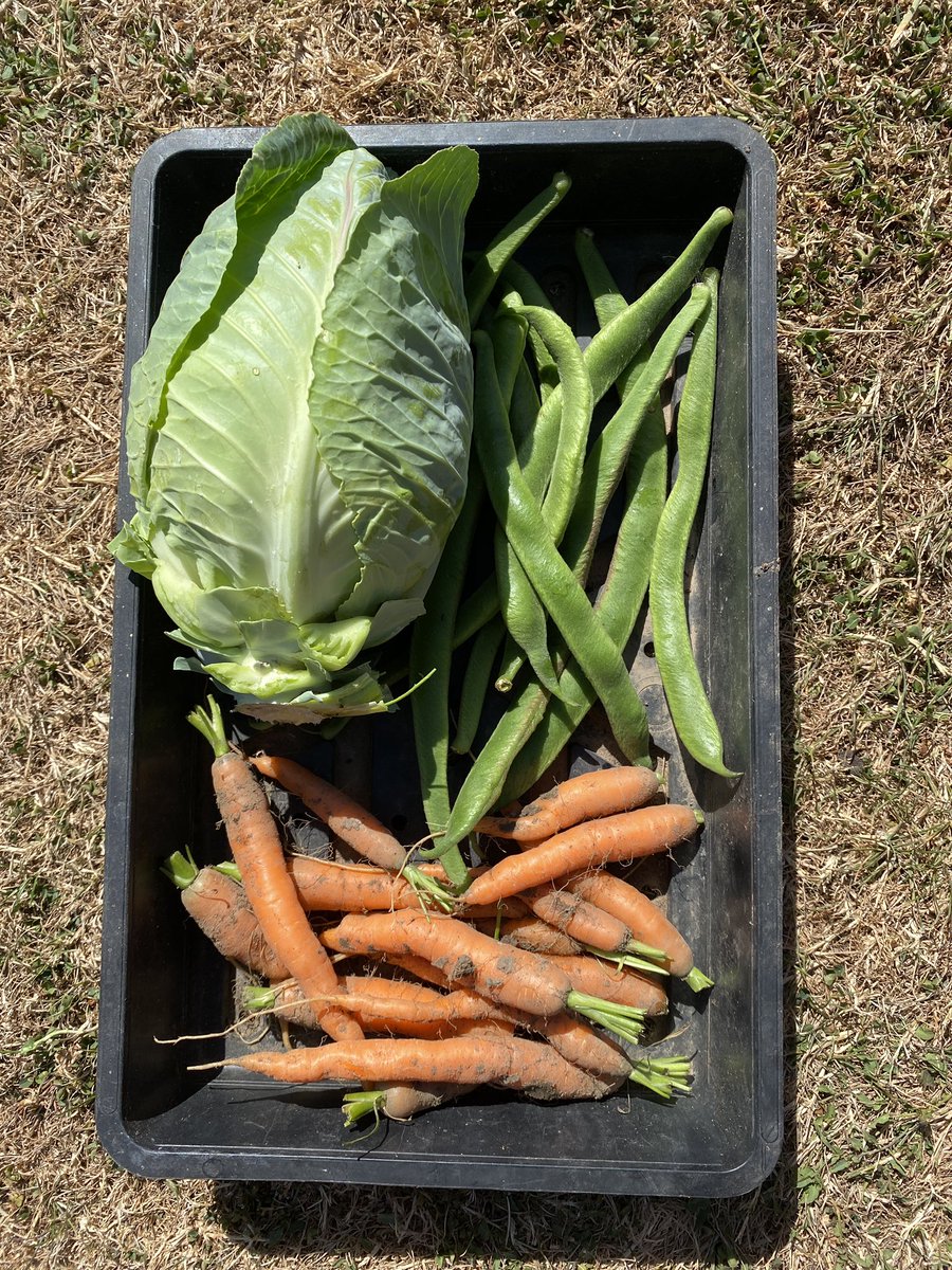 quietted's tweet image. Sunday dinner veg picked