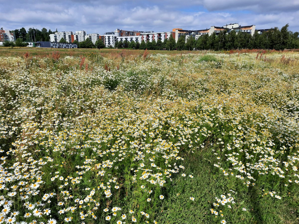 Seppo Knuuttila tweet media